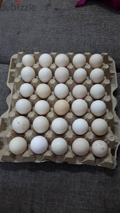organic chicken eggs urgent for sale.