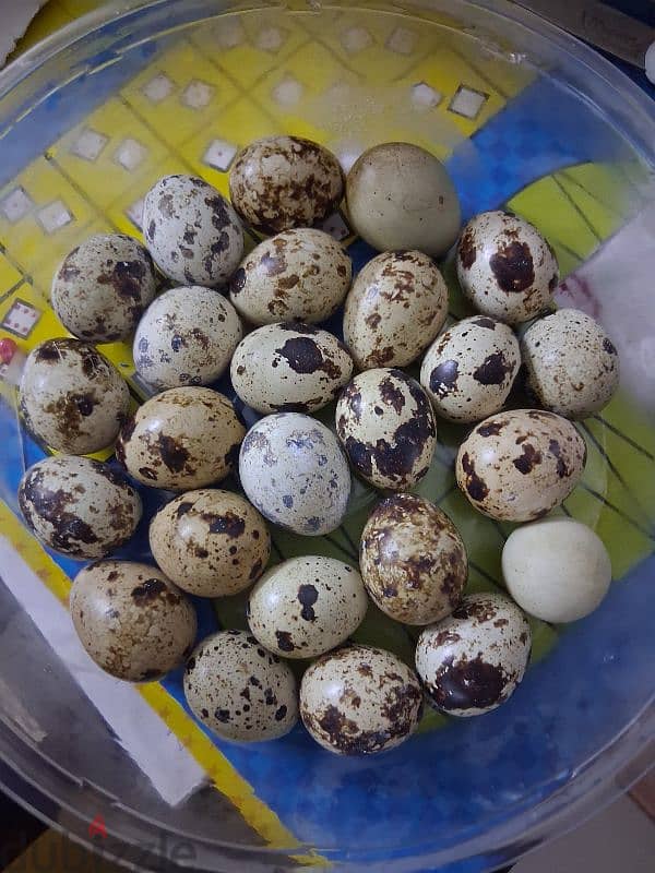 organic chicken eggs urgent for sale 1