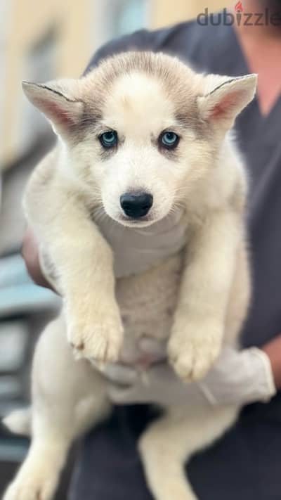 last husky puppy متوفر آخر يرو هاسكي