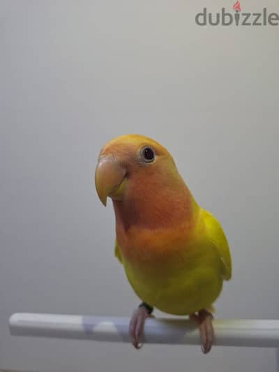 tamed love bird for sale