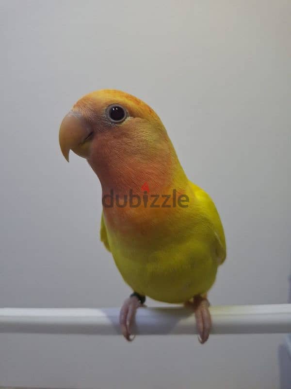 tamed love bird for sale 1