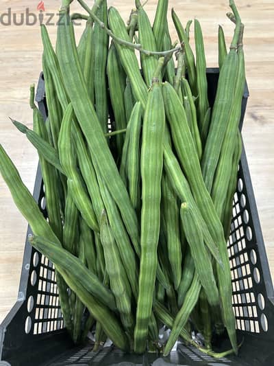 للبيع مورينجا درمبستيك for sale moringa drumstick