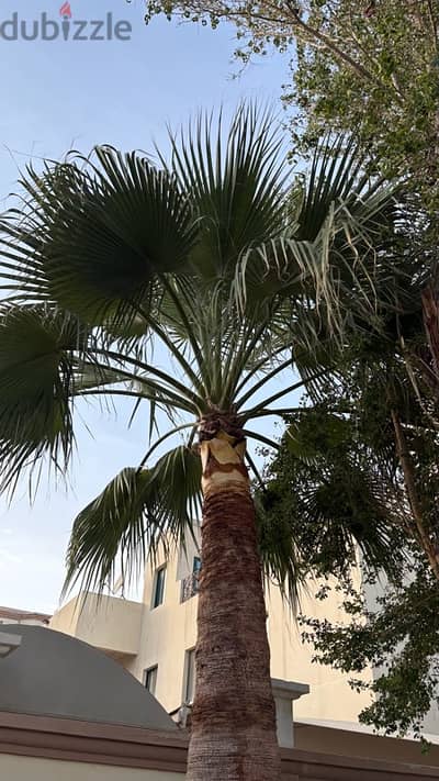 tree for Sale