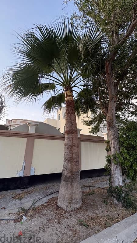 tree for Sale 1
