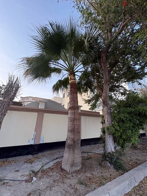 tree for Sale 2