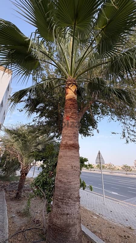 tree for Sale 3