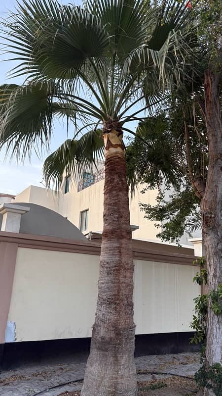 tree for Sale 4