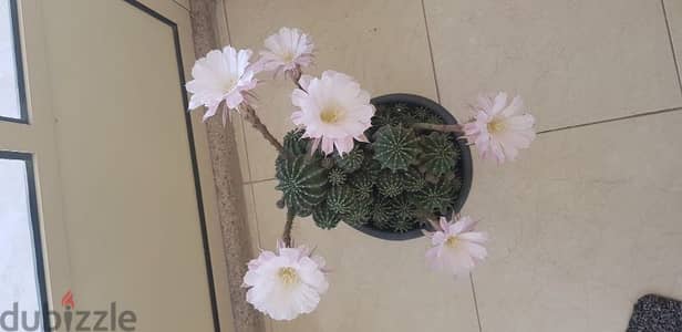 Cactus Plants