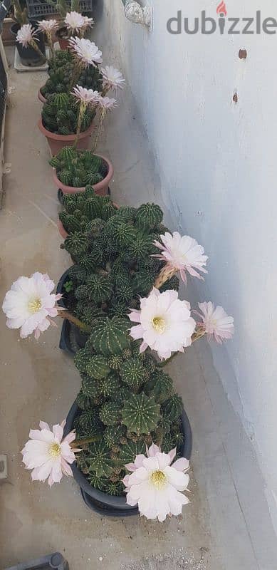 Cactus Plants 2