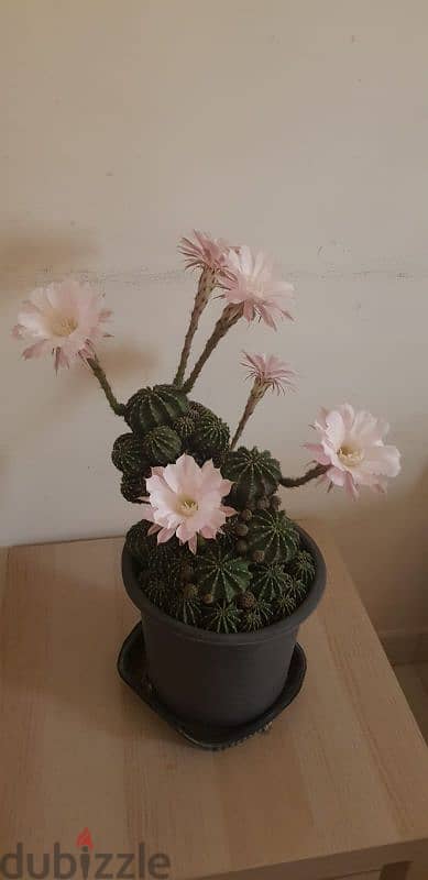 Cactus Plants 3