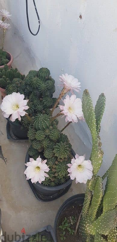Cactus Plants 4