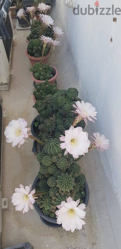 Cactus Plants 5