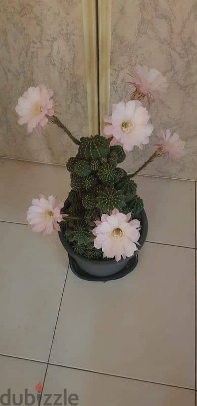 Cactus Plants 6