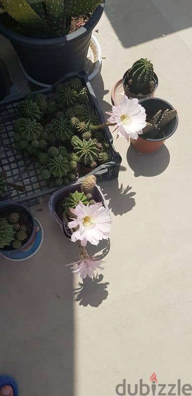 Cactus Plants 8