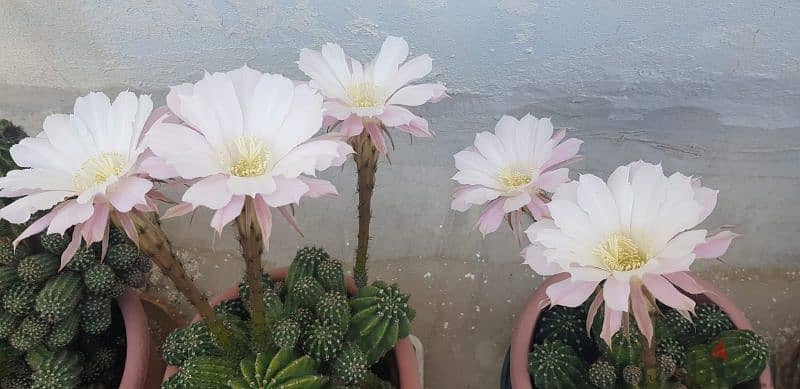 Cactus Plants 9