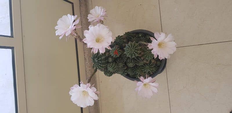 Cactus Plants 10