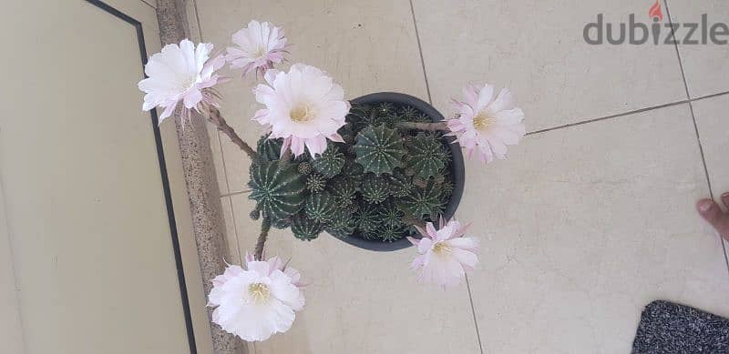 Cactus Plants 11