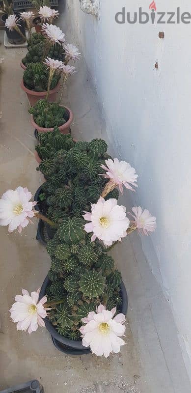 Cactus Plants 12