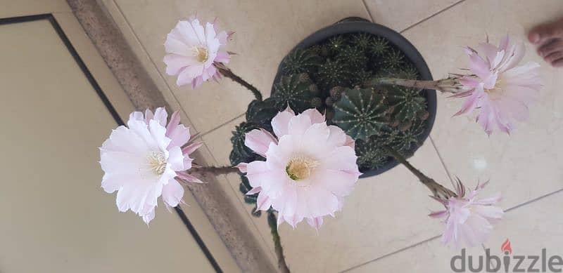 Cactus Plants 13