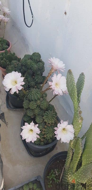 Cactus Plants 14