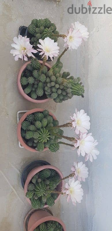 Cactus Plants 15