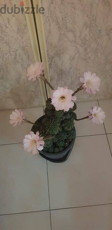 Cactus Plants 16