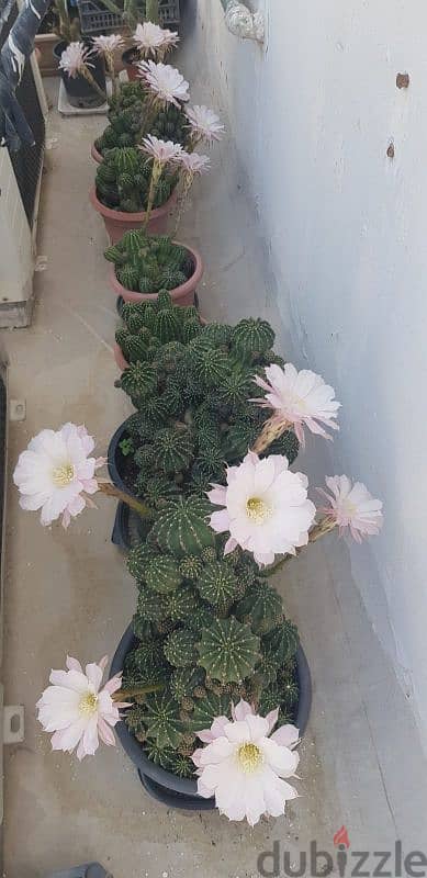 Cactus Plants 17