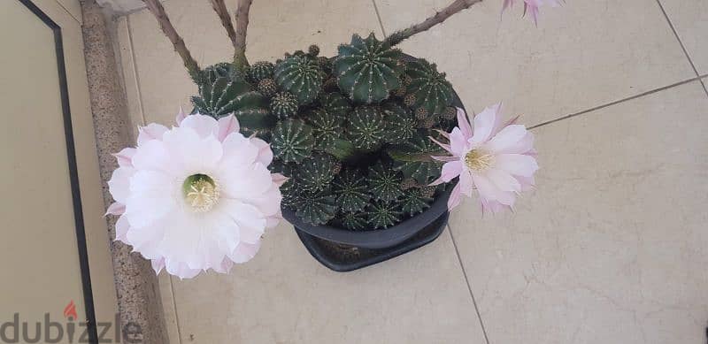 Cactus Plants 18