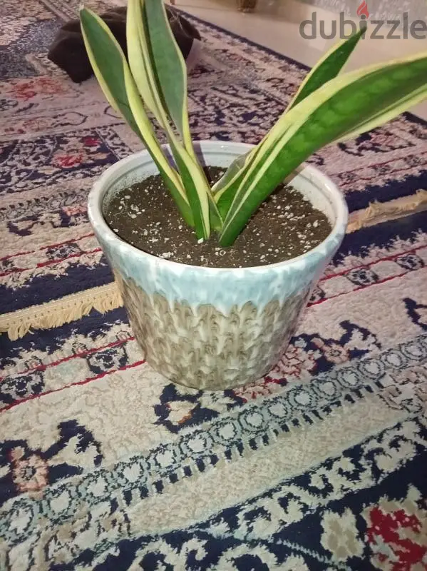 نبات الثعبان الجميل مع وعاء سيراميكي