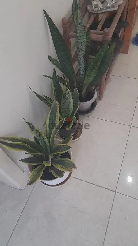 نباتات الثعبان