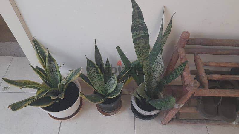 Snake plants 1
