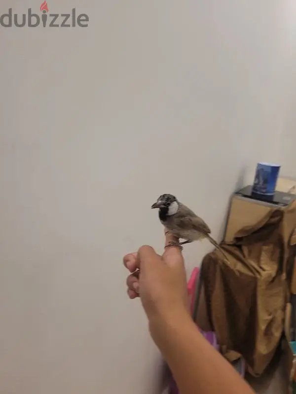 بلبل بحريني454442434838538242