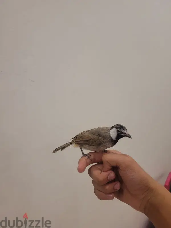 بلبل بحريني454442434838538243
