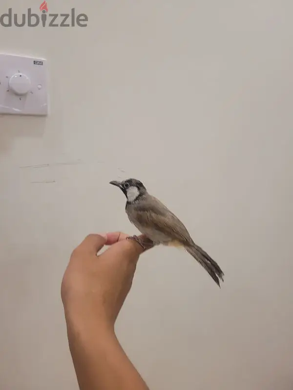بلبل بحريني454442434838538244