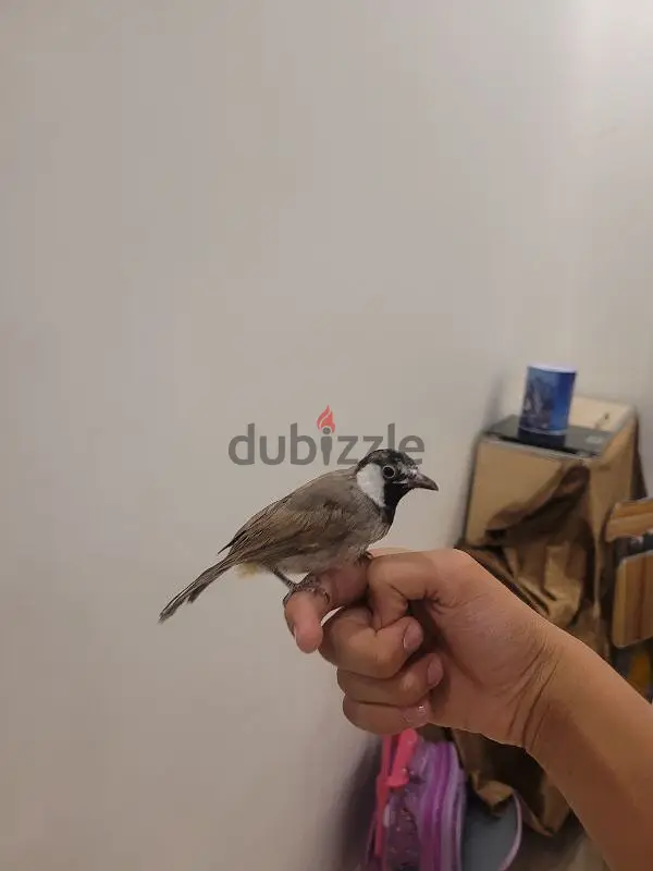 بلبل بحريني454442434838538245