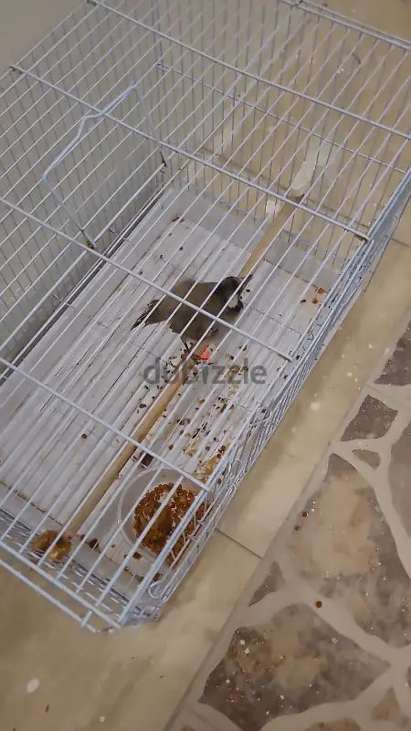 بلبل بحريني454442434838538246
