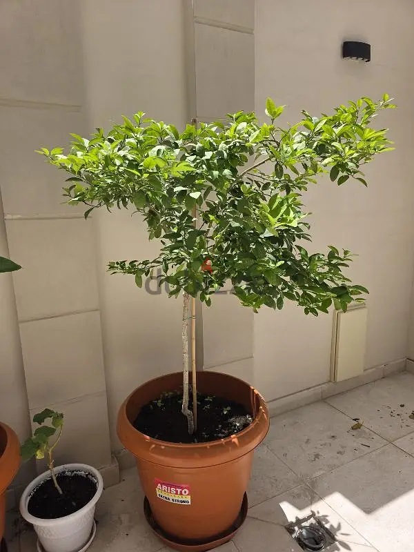 lemon tree with large pot