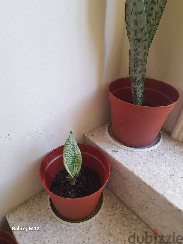 Snake plants 4