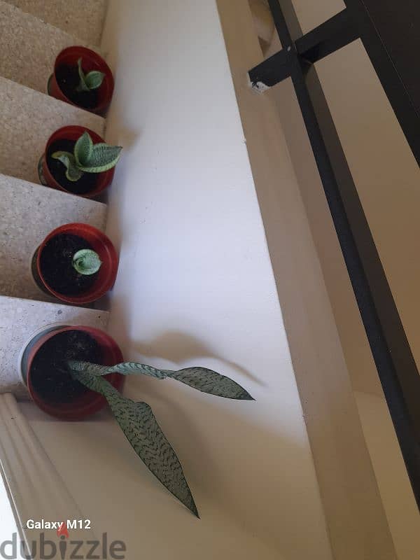 Snake plants 6