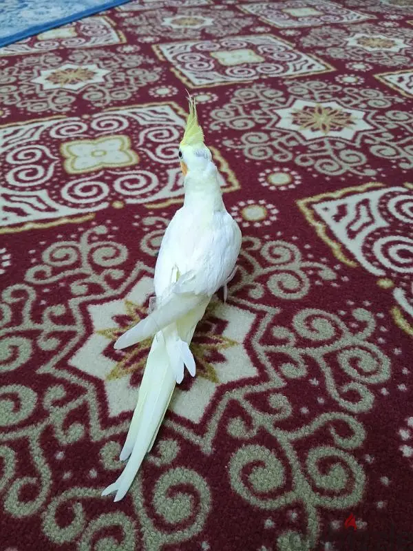 طائر الكوكتيل459812772942325761