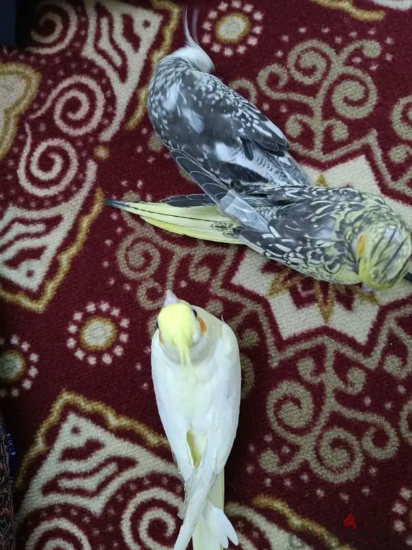 طائر الكوكتيل459812772942325762