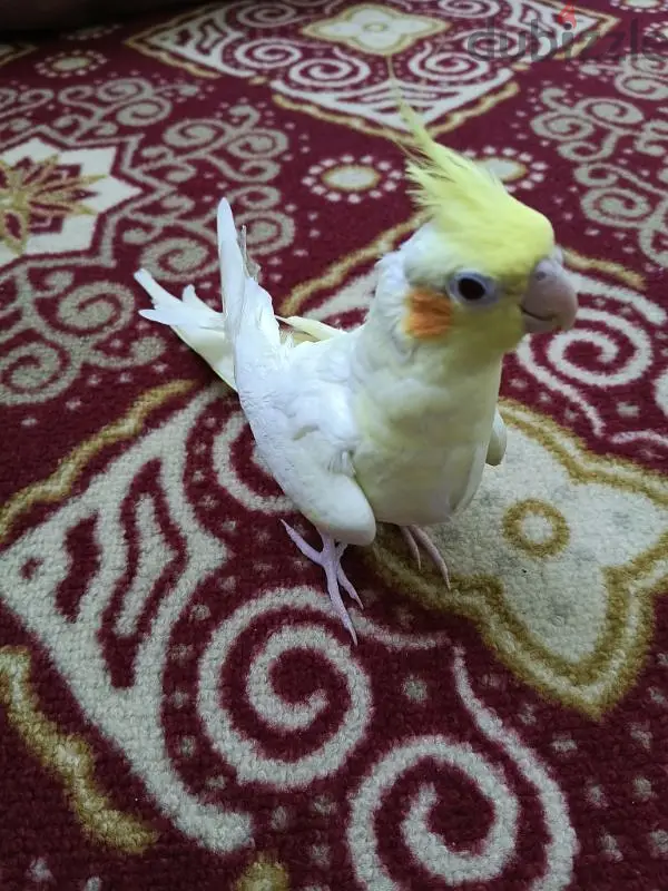 طائر الكوكتيل459812772942325763