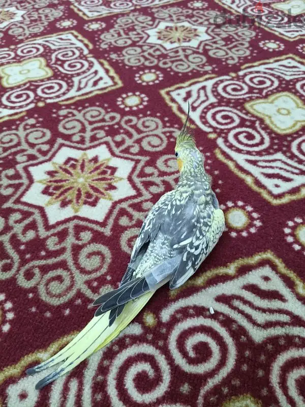 طائر الكوكتيل459812772942325764