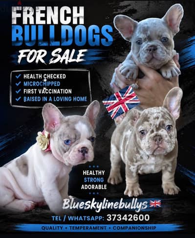 French Bulldog Puppies Available