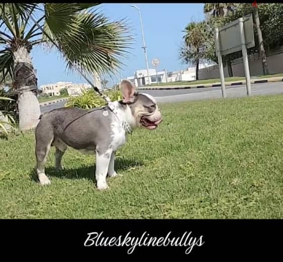 French Bulldog Puppies Available. 1