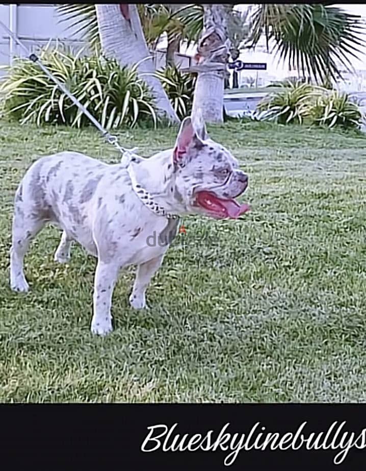 French Bulldog Puppies Available. 2
