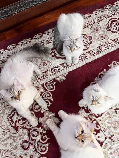 Persian cats for adoption | قطط شيرازي للتبني