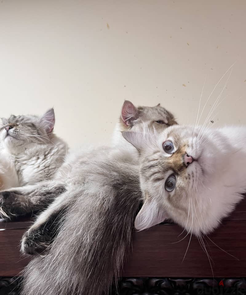 Persian cats for adoption | قطط شيرازي للتبني 1