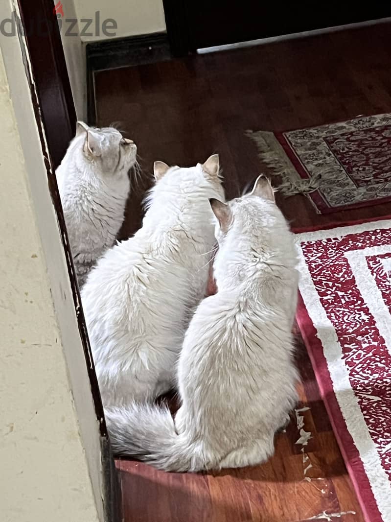 Persian cats for adoption | قطط شيرازي للتبني 2