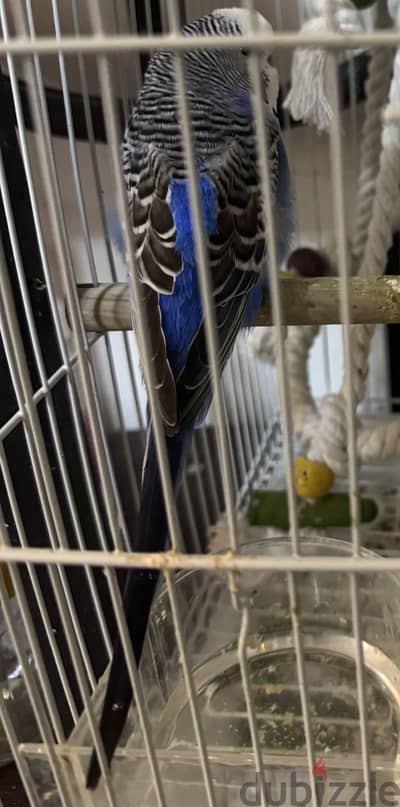 Male budgie